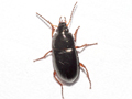 Amara familiaris